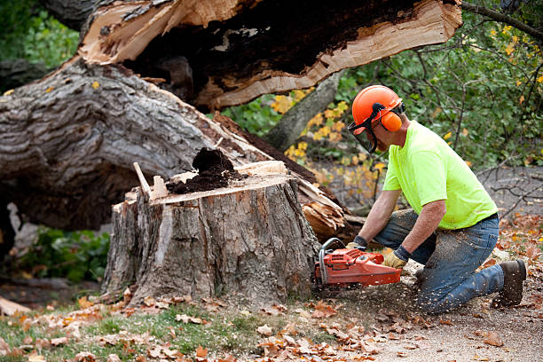 Professional Tree Removal in Highland Lakes, NJ