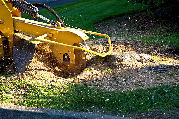 Best Grass Overseeding  in Highland Lakes, NJ