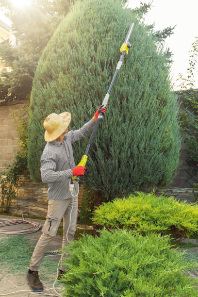 How Our Tree Care Process Works  in  Highland Lakes, NJ