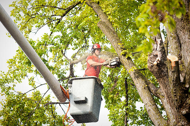 Best Tree Removal  in Highland Lakes, NJ