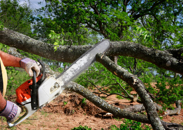 Best Lawn Watering Services  in Highland Lakes, NJ