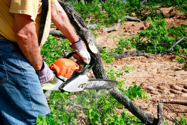 Best Lawn Renovation and Restoration  in Highland Lakes, NJ