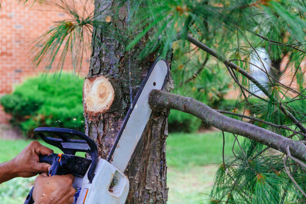 Best Tree Risk Assessment  in Highland Lakes, NJ